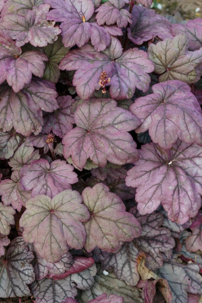 Heuchera oder Purpurglöckchen, Pflanze mit wunderschön gefärbten Blättern