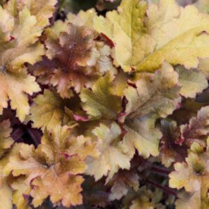 Purpurglöckchen (Heuchera)