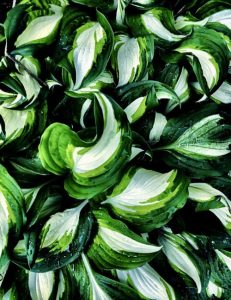 Stauden — Funkie (Hosta) mit Tautropfen auf den Blättern