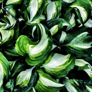 Funkien (Hosta) — Stauden für den Schatten