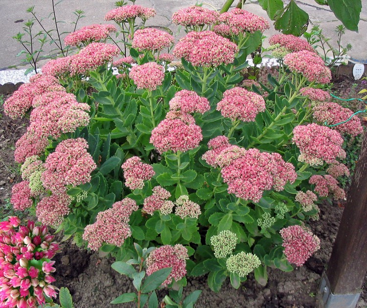 Sedum telephium, Große Fetthenne