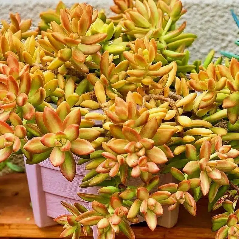 Sedum nussbaumerianum, Nussbaumer-Fetthenne