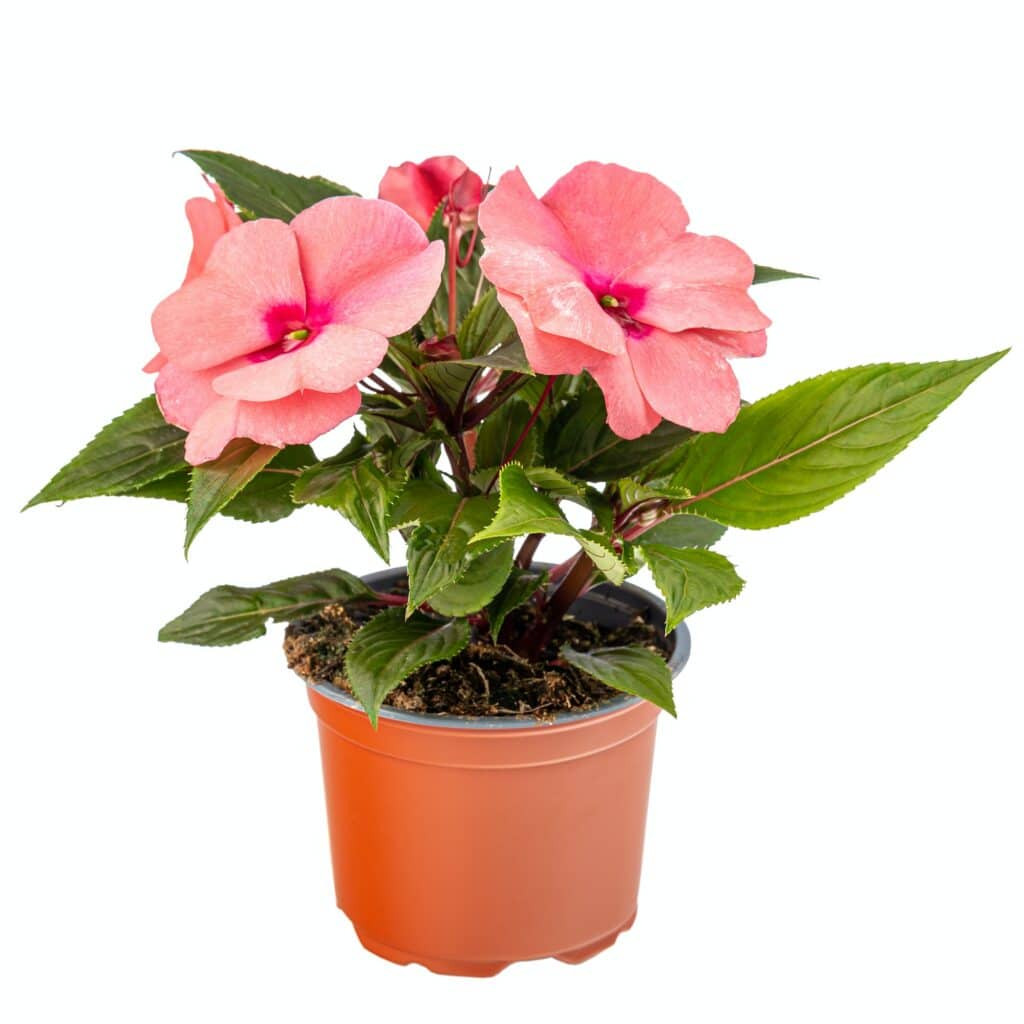 Fleißiges Lieschen Impatiens walleriana