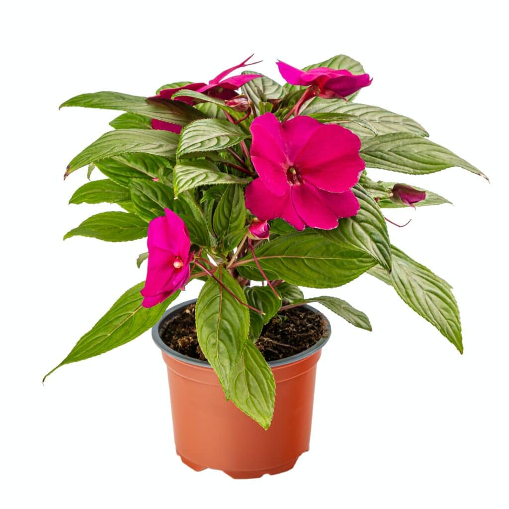 Fleißiges Lieschen Impatiens walleriana sultana