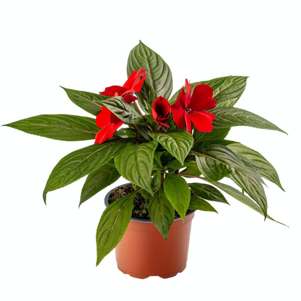 Fleißiges Lieschen Impatiens walleriana - Zanzibar balsam