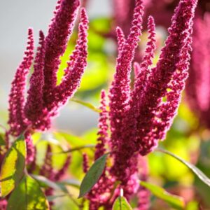 Nahaufnahme aufrechter purpurroter Amaranth-Blütenstände im Gegenlicht