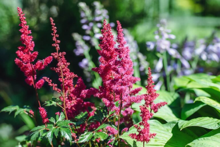 Japanische Astilbe mit roten Blütenrispen im sommerlichen Garten