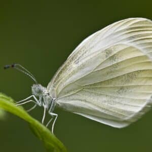 Weißer Schmetterling des Kohlweißlings auf einem grünen Blatt