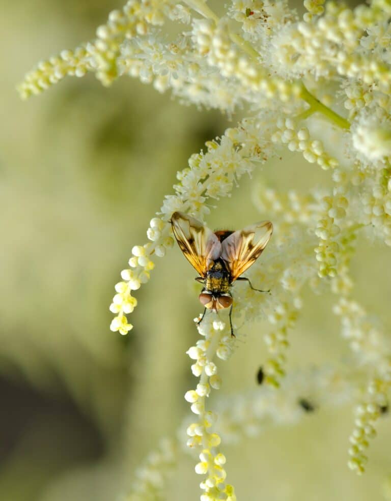 Weiße Astilbe mit einem kleinen Bestäuber auf dem Blütenstand