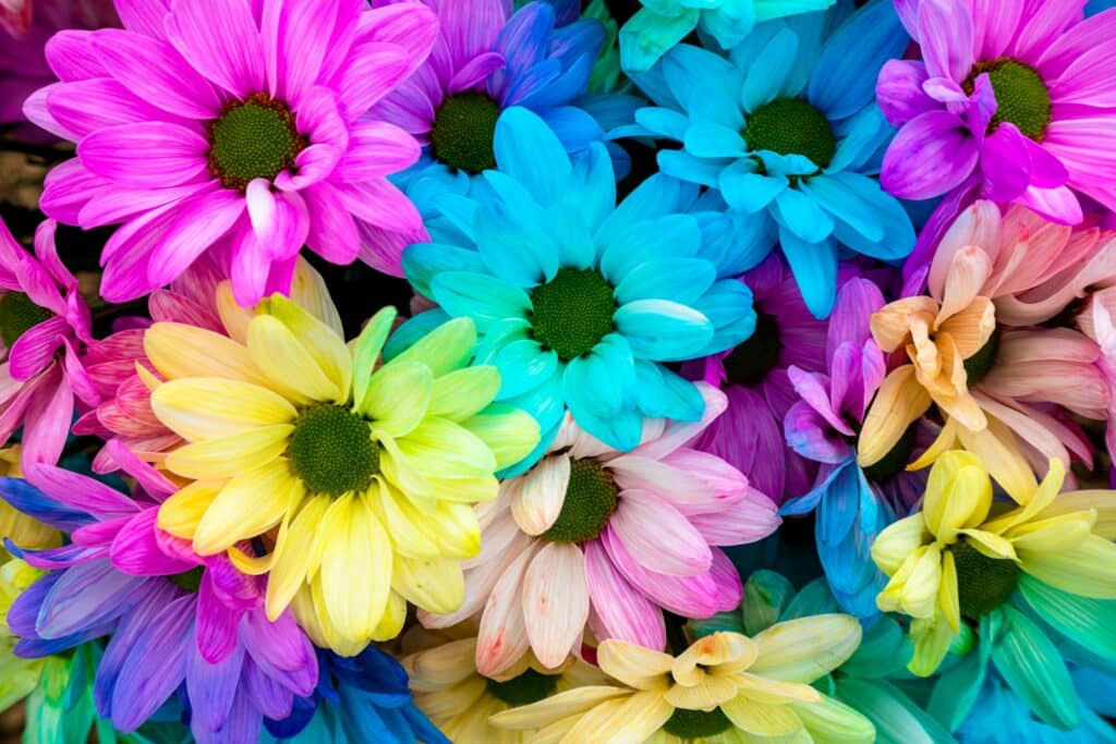 Mehrfarbiges Gänseblümchen-Muster als Hintergrund. Regenbogen-Gänseblümchen