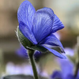 Leberblümchen Blüte Hepatica