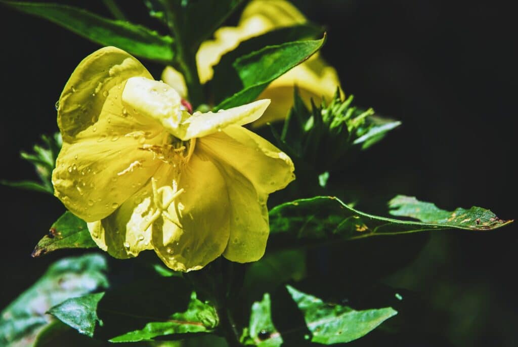 Oenothera biennis, Nachtkerze gelbe Blüte in der Sonne