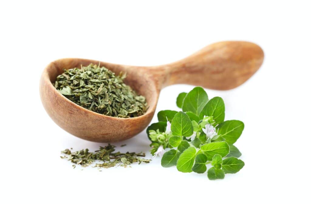 Oregano Gewürz
