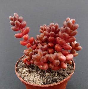 Sedum stahlii, Stahls Fetthenne