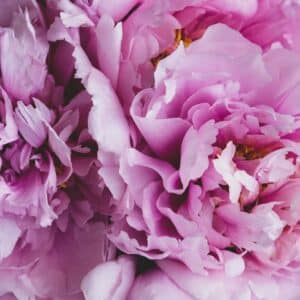Rosa gefüllte Pfingstrosenblüten in Nahaufnahme