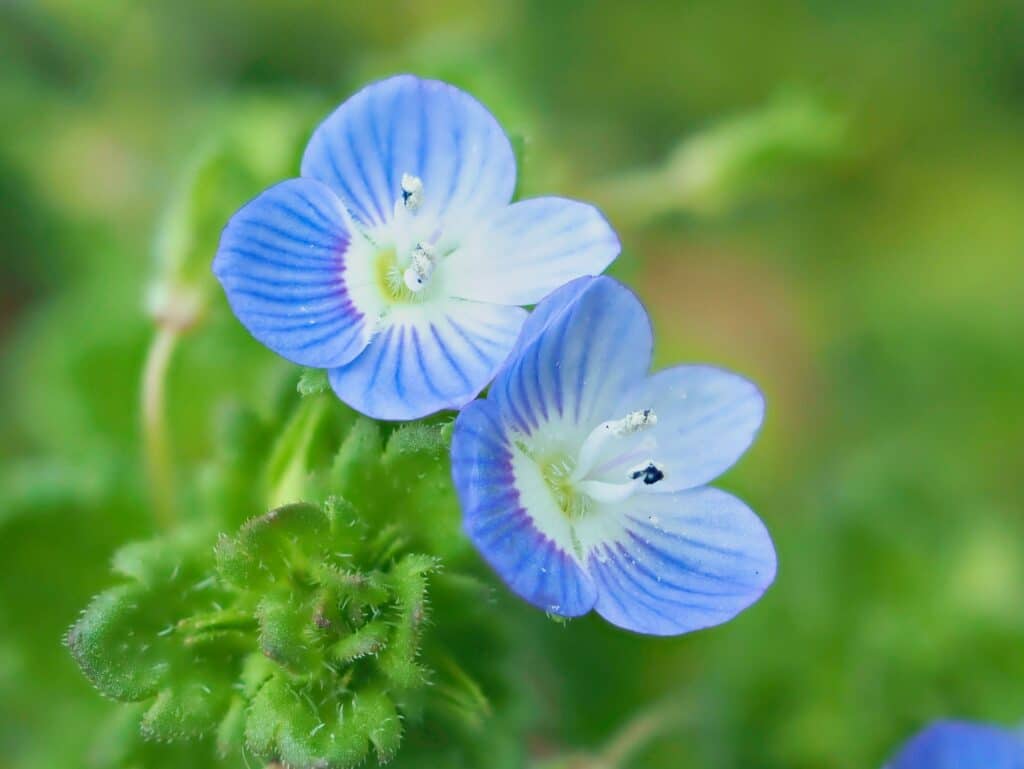 Persischer Ehrenpreis Veronica persica