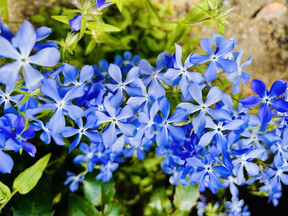 Polsterphlox Phlox subulata