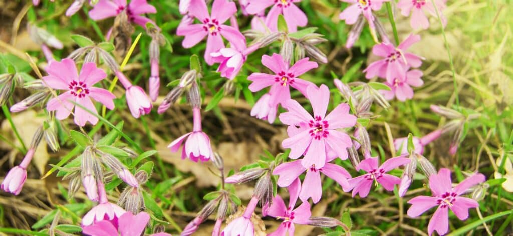 Phlox subulata, Phlox rosa Blüten im Garten im Sommer im Sonnenlicht, floraler Hintergrund