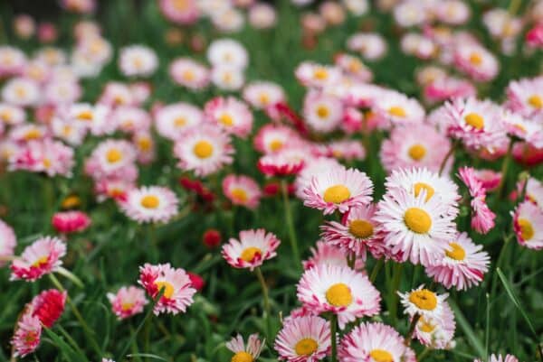 Beet mit gefüllten rosa und weißen Garten-Gänseblümchen