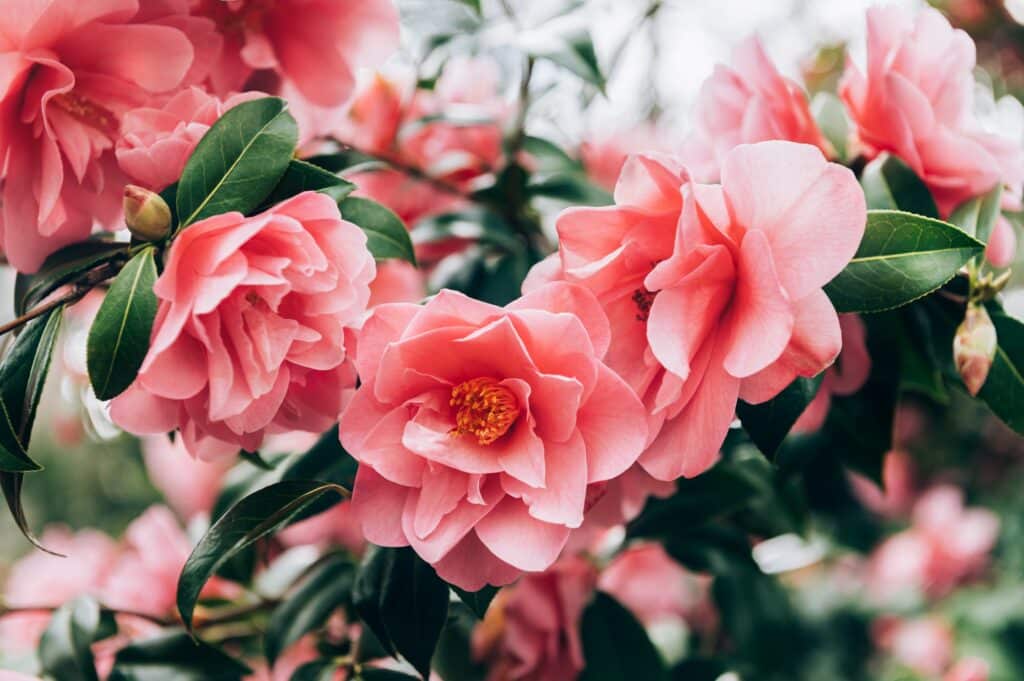 säureliebende Pflanzen Kamelie Camellia pink