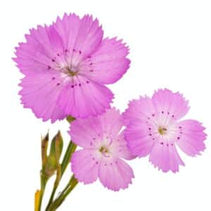 Drei hellrosa Nelkenblüten mit fein gezähnten Kronblättern und dunkler Punktzeichnung, freigestellt auf weißem Hintergrund