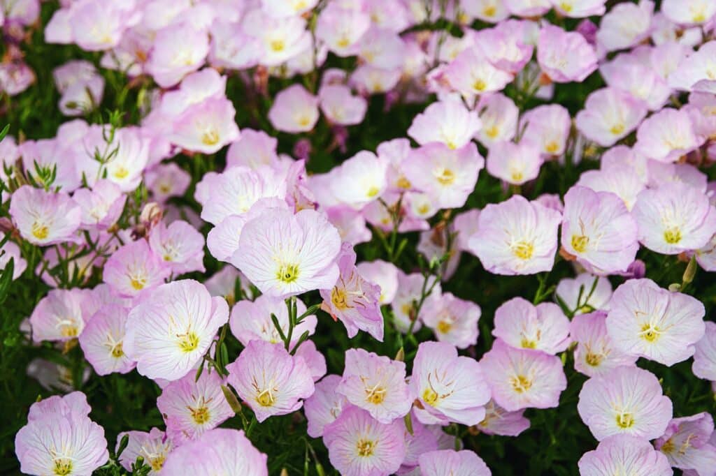 Rosafarbene Nachtkerze Oenothera speciosa