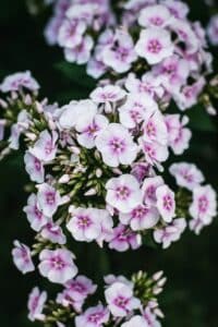 Rosa Blütenrispe der Hohen Flammenblume (Phlox paniculata)