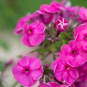 Dichte Dolde leuchtend pinkfarbener Blüten der Flammenblume mit hellem Blütenrand, im Hintergrund unscharfes Grün