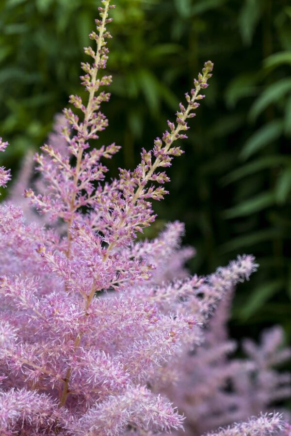 Detail der zarten rosa Blüten der Astilbe