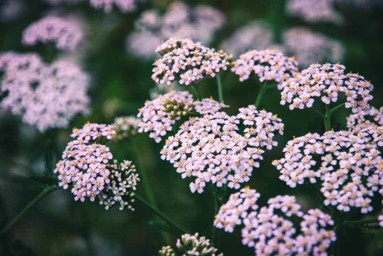Gemeine Schafgarbe (Achillea millefolium) – flache Schirmrispen aus kleinen weißen bis zartrosa Blütenkörbchen