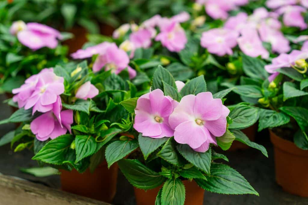 Neuguinea-Fleißiges Lieschen (Impatiens hawkeri)