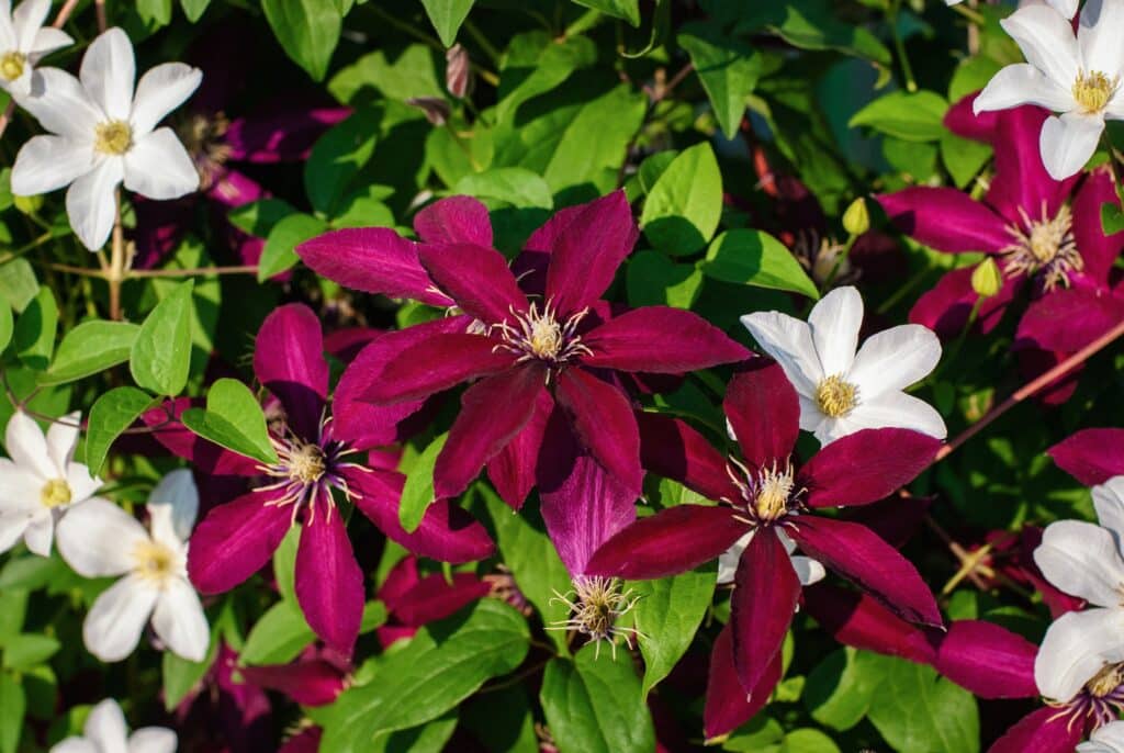 Kletterpflanzen für den Zaun Clematis