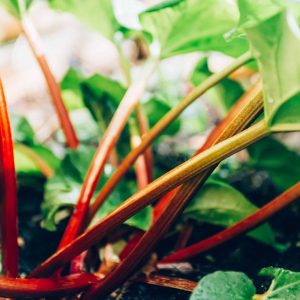 Rote Rhabarberstiele mit grünen Blättern im Gartenbeet
