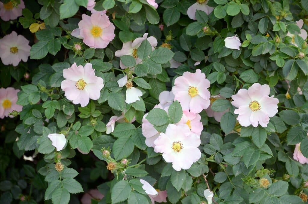 Hagebuttenrose Strauch