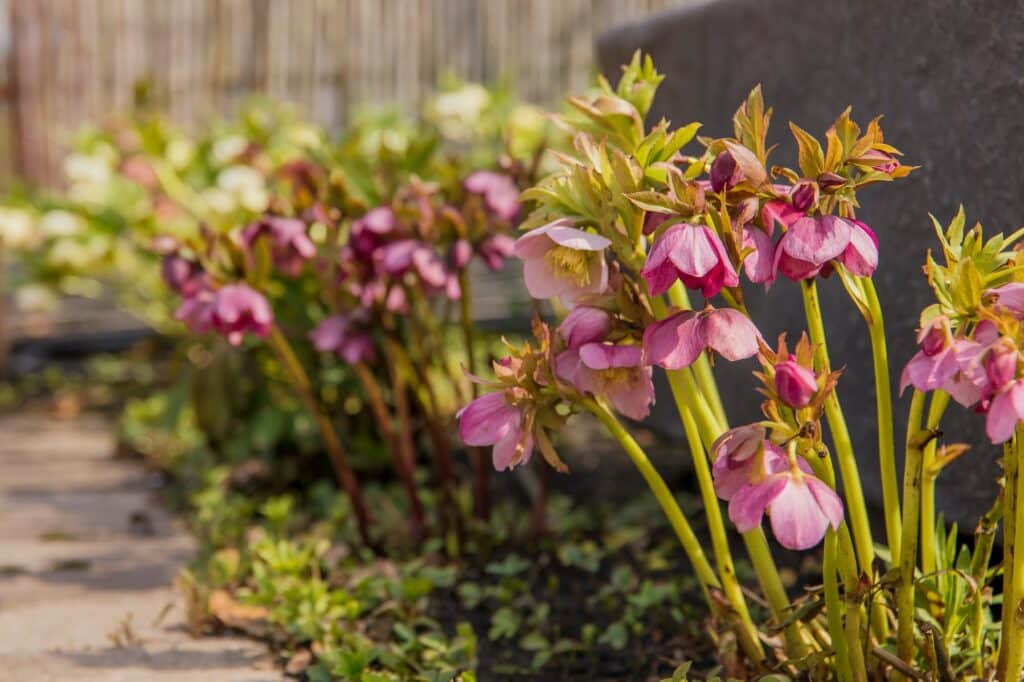 Christrose Anbau Helleborus