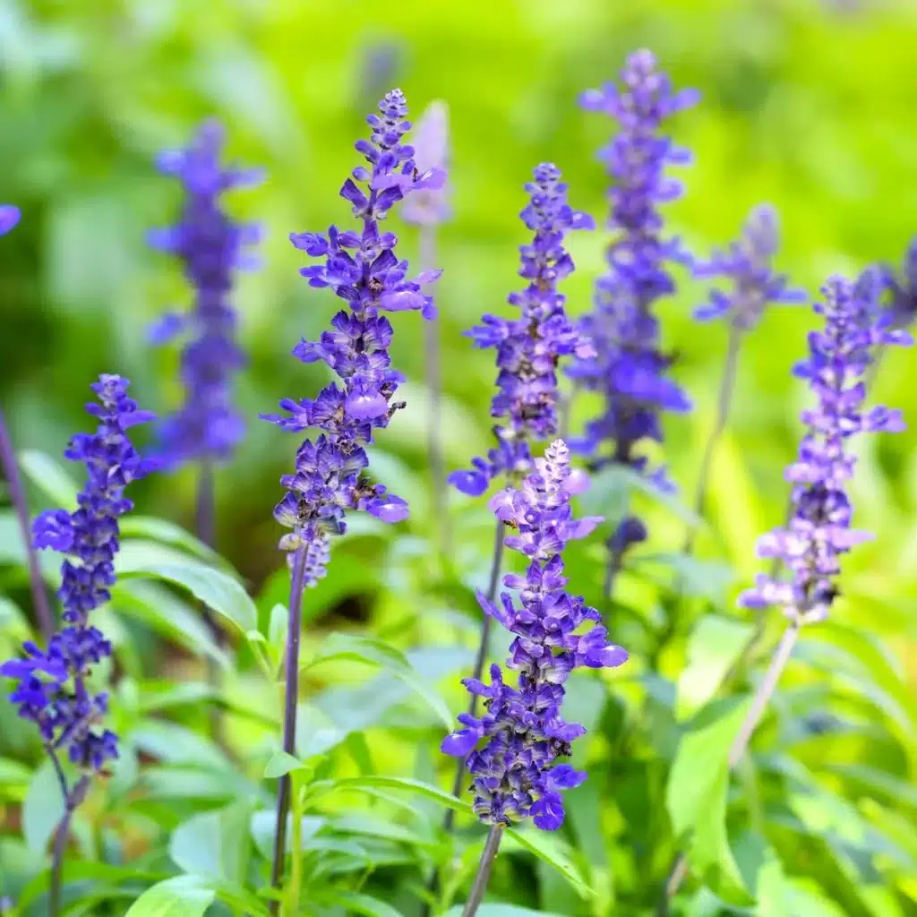 Mehlsalbei Blau – Salvia farinacea