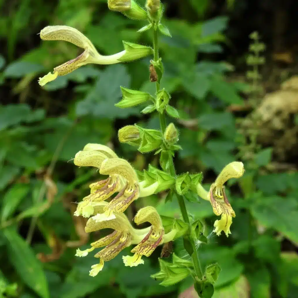Klebsalbei – Salvia glutinosa