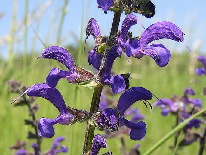 SALVIA PRATENSIS L. – Wiesensalbei