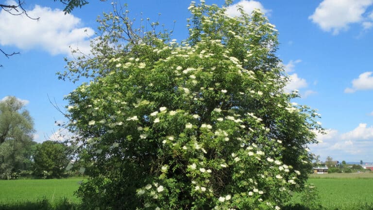 Sambucus nigra – Schwarzer Holunder