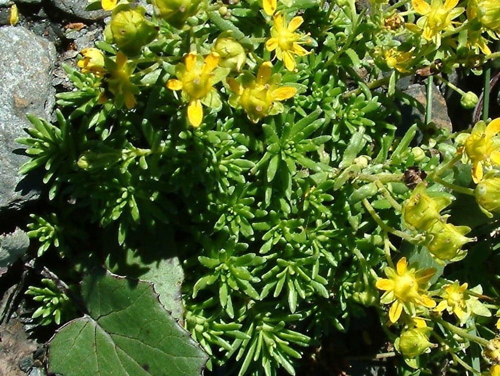 Immergrüner Steinbrech, Saxifraga aizoides​