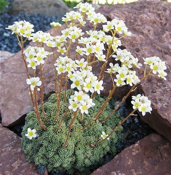 Traubensteinbrech, Saxifraga paniculata​
