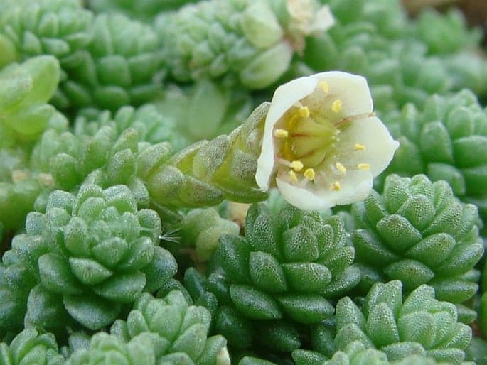 Sedum compactum, kompakter Fetthenne
