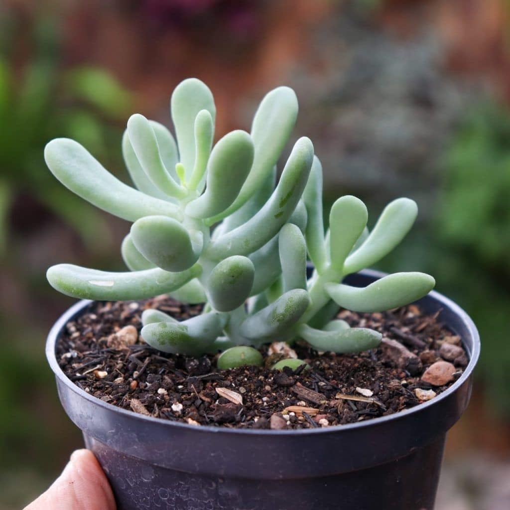 Sedum allantoides, Allantoides-Fetthenne