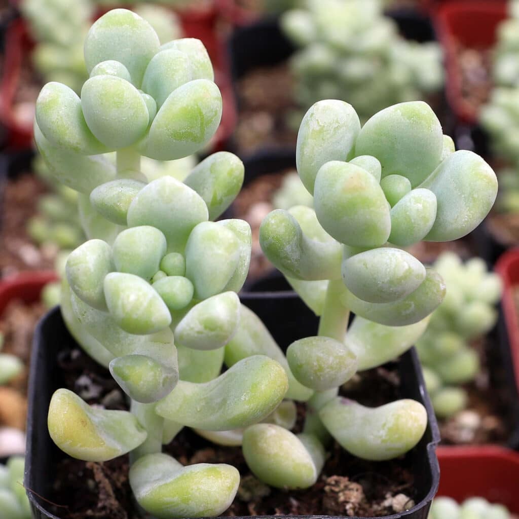 Sedum treleasei, Treleases Fetthenne
