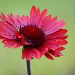 Rote Kokardenblume (Gaillardia) mit Wassertropfen auf den Blütenblättern vor grünem Hintergrund
