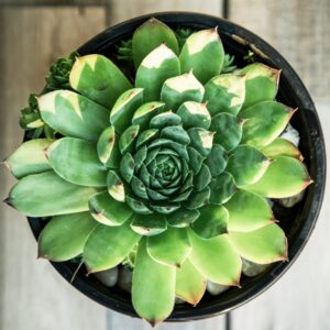 Blick von oben auf eine große Hauswurz-Rosette mit rötlich gefärbten Blattspitzen in einem schwarzen Topf mit weißen Kieseln