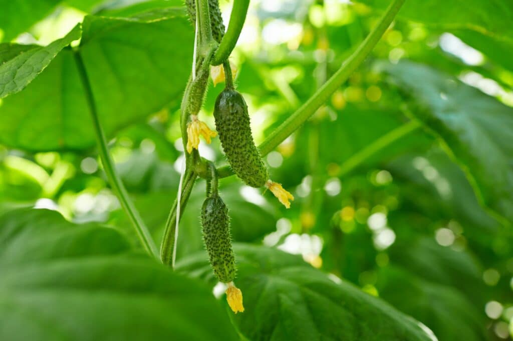 Fruchtgemüse - Gurke