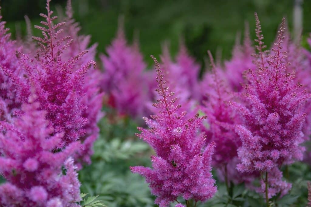 Chinesische Astilbe astilbe chinensis