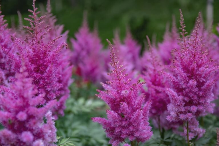 China-Astilbe mit rosa Blütenstand im Garten