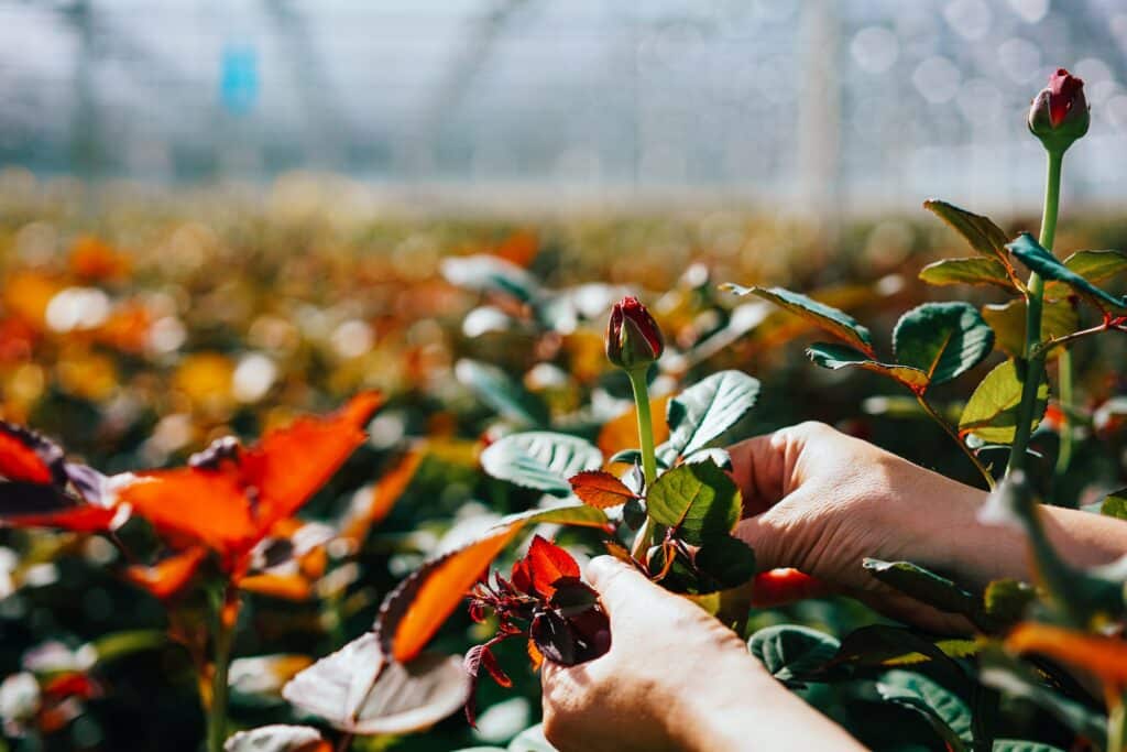 Hände kontrollieren Blätter und Knospen einer Rose im Gewächshaus